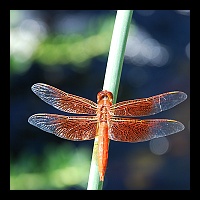 8x10 Local Beauty 053